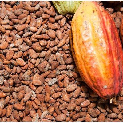 Sell Sun Dry Cocoa Beans