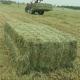 Sell Alfalfa Hay Animal Feed Sundry Lucerne Hay