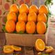 Sell Valencia Oranges Frozen , Fresh Sweet Oranges