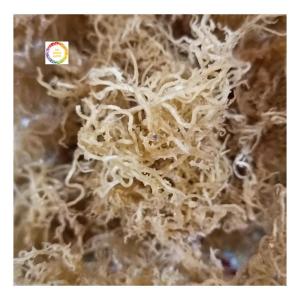 Wholesale vietnamese seaweed: Hot Sale Vietnamese Dried Golden and Purple Sea Moss Cottonii Seaweed in Bulk for Exporting
