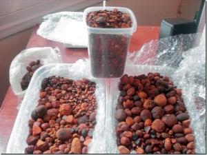 Wholesale ventilator: Legit Cattle/Ox Gallstones (Bezoars, Niuhuang) Only Well Dried