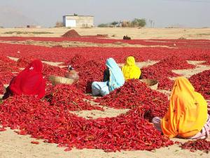 Wholesale solanaceae: Dry Red Chilli