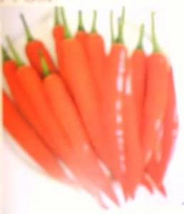 Wholesale sweet paprika: Red Chily Wholesale sweet paprika: Red Chily