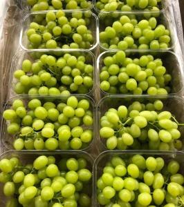Wholesale promote nutrition: Grapes