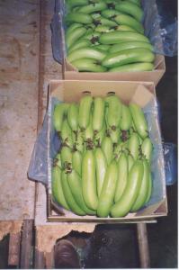 Wholesale accounting: Banana