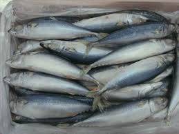 Wholesale food: Frozen Sea Foods Shortfin Tuna As Marine Food