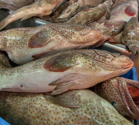 Brown Spotted Grouper Fish Id 10986987 Buy Brazil Grouper Fish Marekerel Fish Red Grouper Fish Ec21