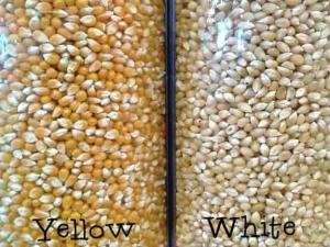 Wholesale high precision: Air Dried Non GMO Yellow White Corn