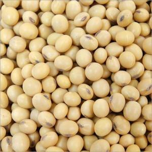 Wholesale Bean Products: Non-GMO Soybeans