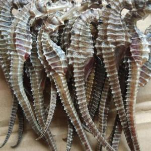 Wholesale quantity: Dried Sea Horse