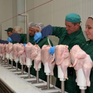 Wholesale chicken leg: Quality Halal Frozen Whole Chicken,Halal Frozen Whole Chicken, Chicken Paws , Chicken Feet Wholesale