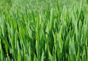 Wholesale panax ginseng: Organic Barley Grass Powder