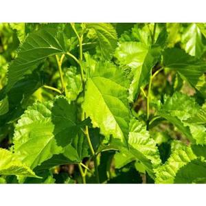 Wholesale mulberry: Mulberry Leaf Extract