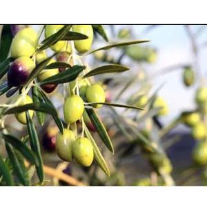Wholesale personal care: Olive Leaf Extract