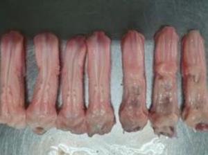 Wholesale duck: Frozen Duck Tongue(Short Tongue/ with Tube / Without Tube