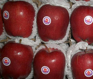 Wholesale fresh fruits: China FUJI Apple Red Apple Supply