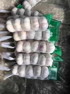Wholesale h: China Fresh Garlic 200g Small Pack Export Whatsapp +8617865735065