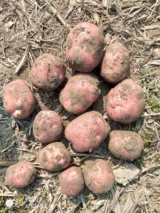 Wholesale Fresh Potatoes: Lady Rosetta (LR) Potatoes, Rice