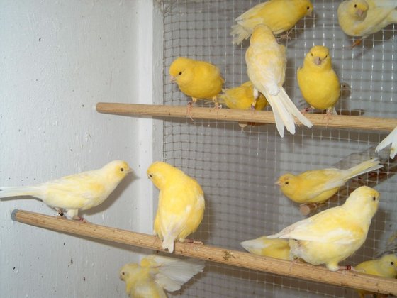lancashire canary for sale