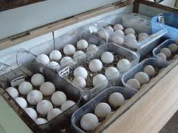 Fertile Peacock Eggs for Sale(id:8361872). Buy Qatar Peafowl - EC21