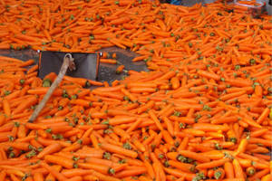 Wholesale pickles: carrot for Pickles