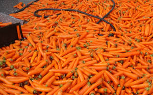 Wholesale china carrot: 2014 Carrot