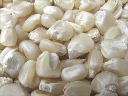 Sell  Best Quality Dried White Corn/White...