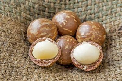 Sell  Macadamia nut in shell, macadamia nut...