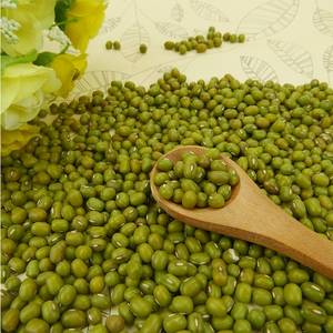 New Crop / Green Mung Bean Available in Different Size 