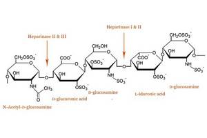 Wholesale saccharide: Heparinase II