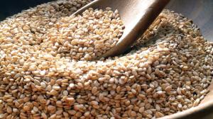 Wholesale Oil Seeds: Agricultural Produces
