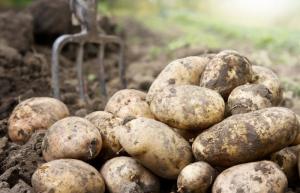 Wholesale can: Fresh Potato