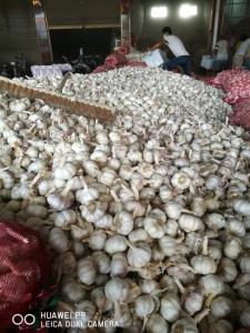Wholesale transport: Garlics