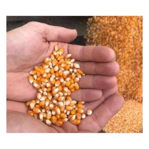 Wholesale top sell: Top Selling Non GMO Yellow Maize Corn/ Yellow Corn & White Corn/Air Dried Yellow Maize Corn for Sale