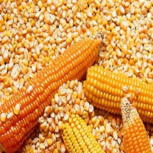 animal feed yellow corn Products - animal feed yellow corn 