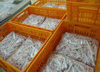 Wholesale export: Best Quality Grade ''A'' Frozen Whole Chicken / Feet / Paws Availabel for Export