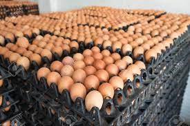 Wholesale fresh: Farm Fresh Organic Poultry Chicken  Eggs