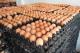 Farm Fresh Organic Poultry Chicken  Eggs