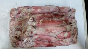 Wholesale frozen squid: Frozen Loligo Squid