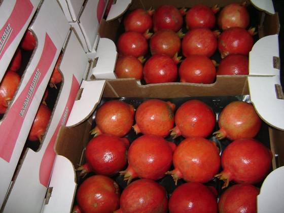 Sell Fresh pomegranate