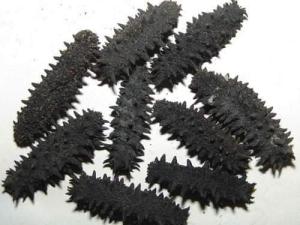 Wholesale dry sea cucumber: Sea Cucumber