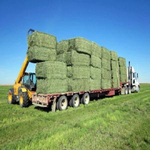 Wholesale research: Best Research Alfafa Hay,,  Cattle Feed From Ukraine Online for Sale