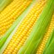Best Quality Dry and Fresh Corn and Cucumber Available Online for Sale
