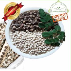 Wholesale Agricultural Product Stock: Selling Good Quality Dried Moringa Seeds - Low Prices