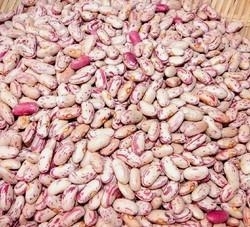 Wholesale kidney beans: Round Light Speckled Kidney Beans LSKB