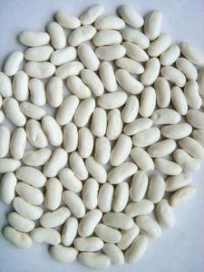 Wholesale white beans: White Kidney Beans
