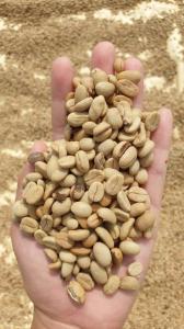 Wholesale Coffee Beans: Robusta Rempek Grade 1