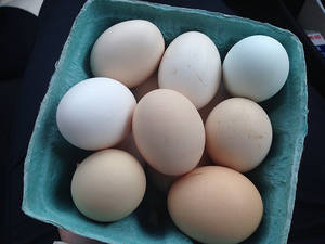 Wholesale tray: High Quality White / Brown Chicken Table Eggs in Trays and Cartons