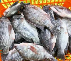 Wholesale Fish & Seafood: Frozen Fish Black Tilapia Fish Whole Round