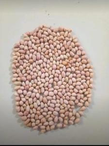 Wholesale spanish: Java/Spanish Peanuts Wholesale spanish: Java/Spanish Peanuts